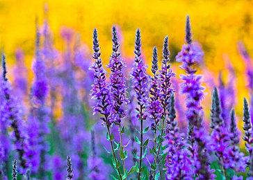 微软仍有意复活《班卓熊》系列 或有《奥日》开发商接手