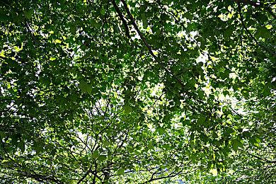 策略模拟RPG《圣兽之王》实机 2024年3月8日发售